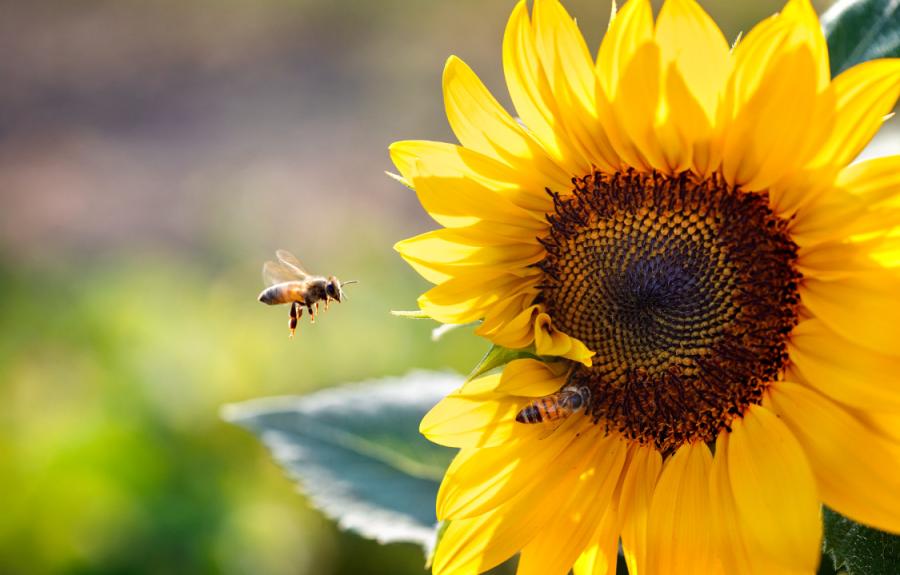 Bees pollinating a sunflower