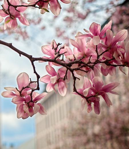 magnolia flowers in bloom