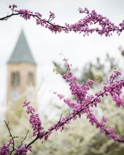 Blossoms in foreground, Clock tower in background