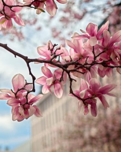 magnolia flowers in bloom
